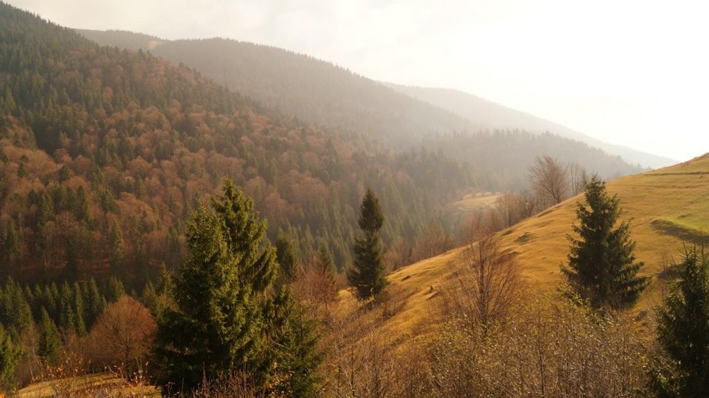 green trees on brown mountain